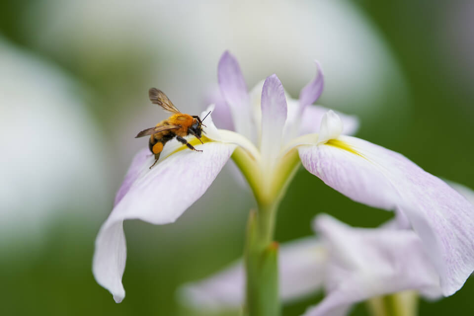 Sweet Flag in Hondoji